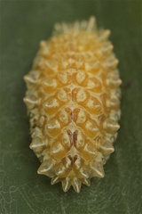 Dalceridae