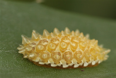 Dalceridae