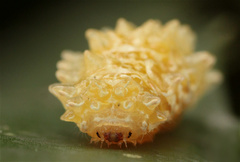 Dalceridae