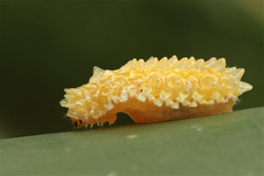 Dalceridae