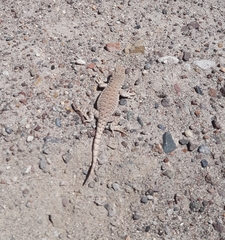 Liolaemus rosenmanni