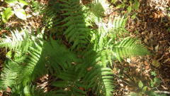 Dryopteris caucasica