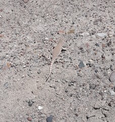 Liolaemus rosenmanni