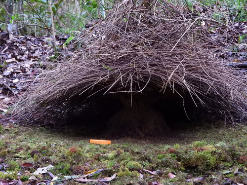 Vogelkop Bowerbird (Amblyornis inornata), photo 2