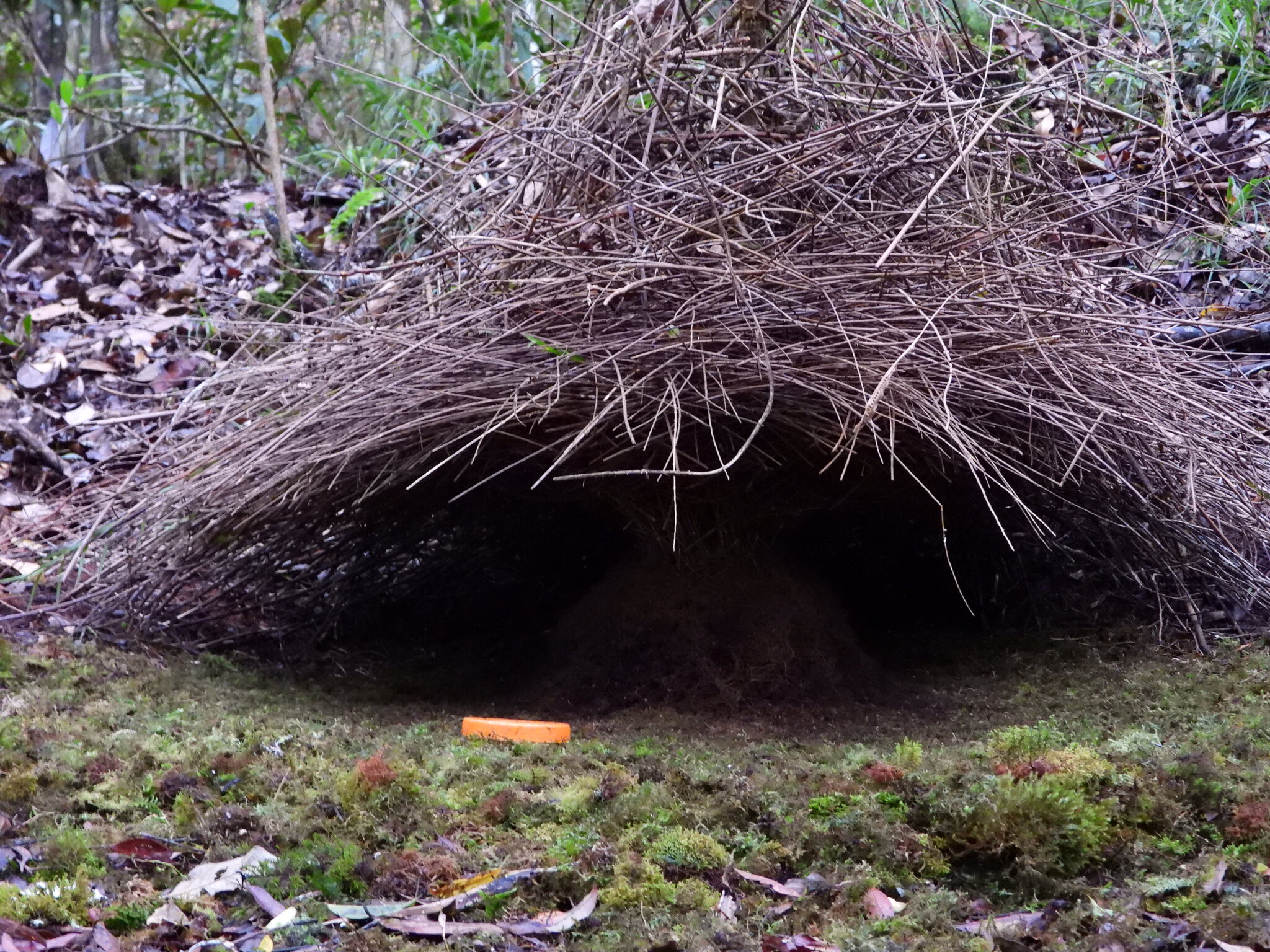 Vogelkop Bowerbird (Amblyornis inornata), photo 2