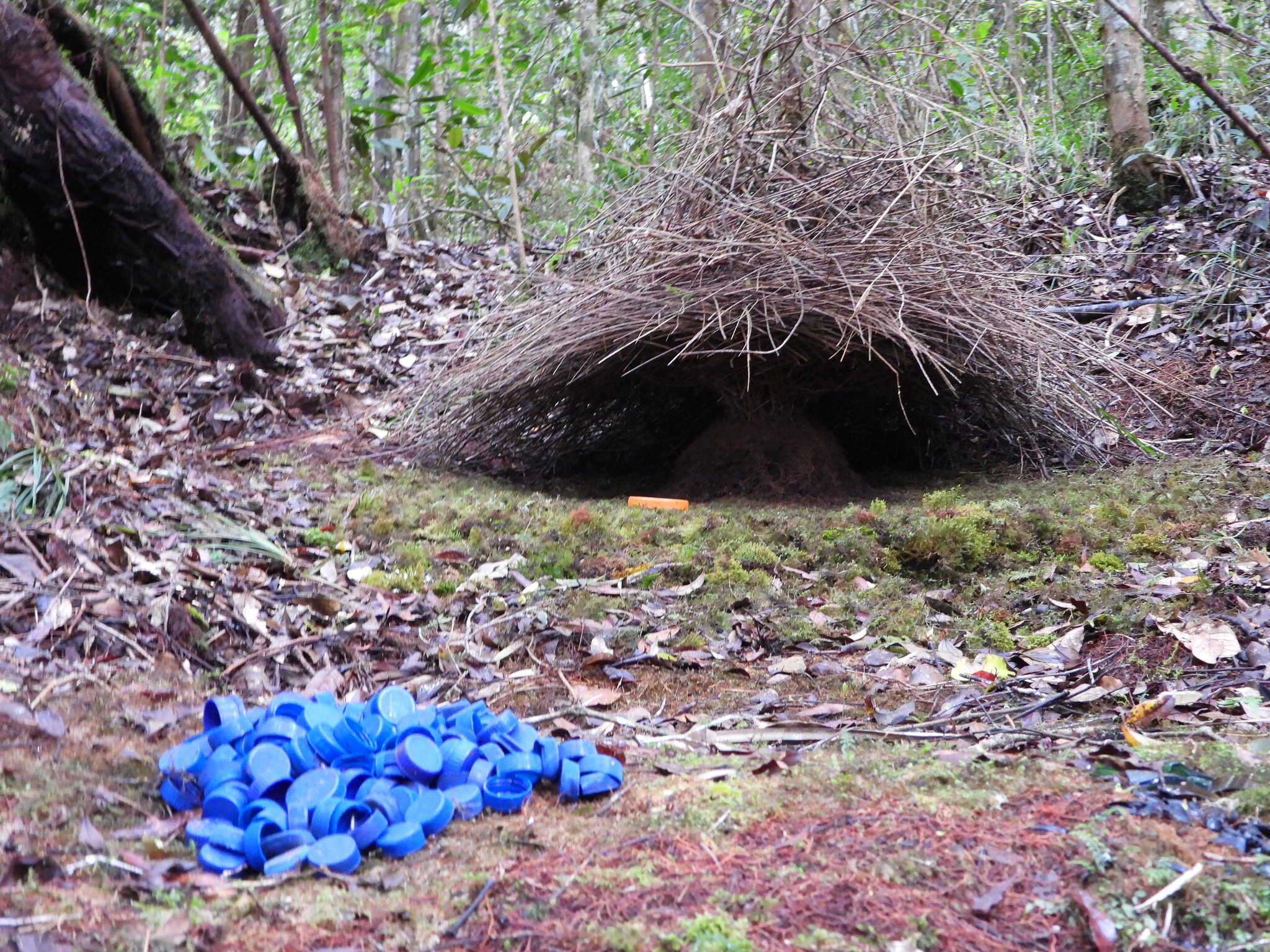 Vogelkop Bowerbird (Amblyornis inornata), photo 8