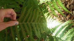 Dryopteris caucasica