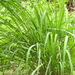 Cymbopogon citratus - Photo (c) Yantza Farm, Zamora-Chinchipe, Ecuador,  זכויות יוצרים חלקיות (CC BY-NC), uploaded by Yantza Farm, Zamora-Chinchipe, Ecuador