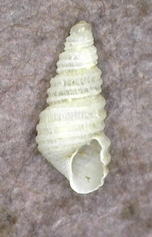 Odostomia observed 2026-01-30