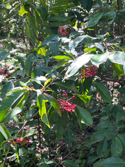 Ardisia compressa