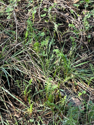 Pacific silverweed (Argentina pacifica)