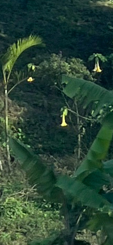 Brugmansia aurea