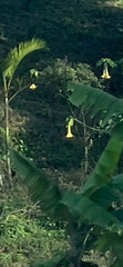 Brugmansia aurea