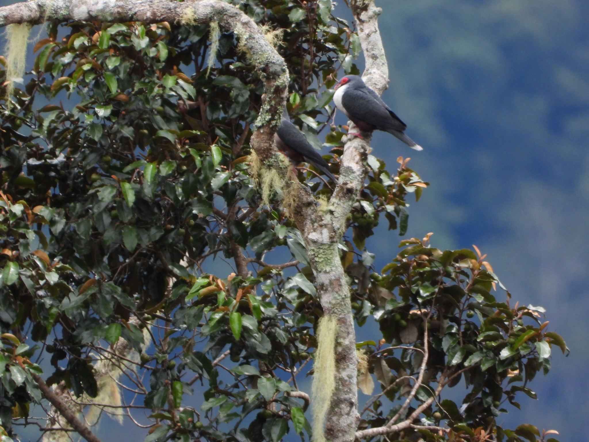 Papuan Mountain Pigeon (Gymnophaps albertisii), photo 2