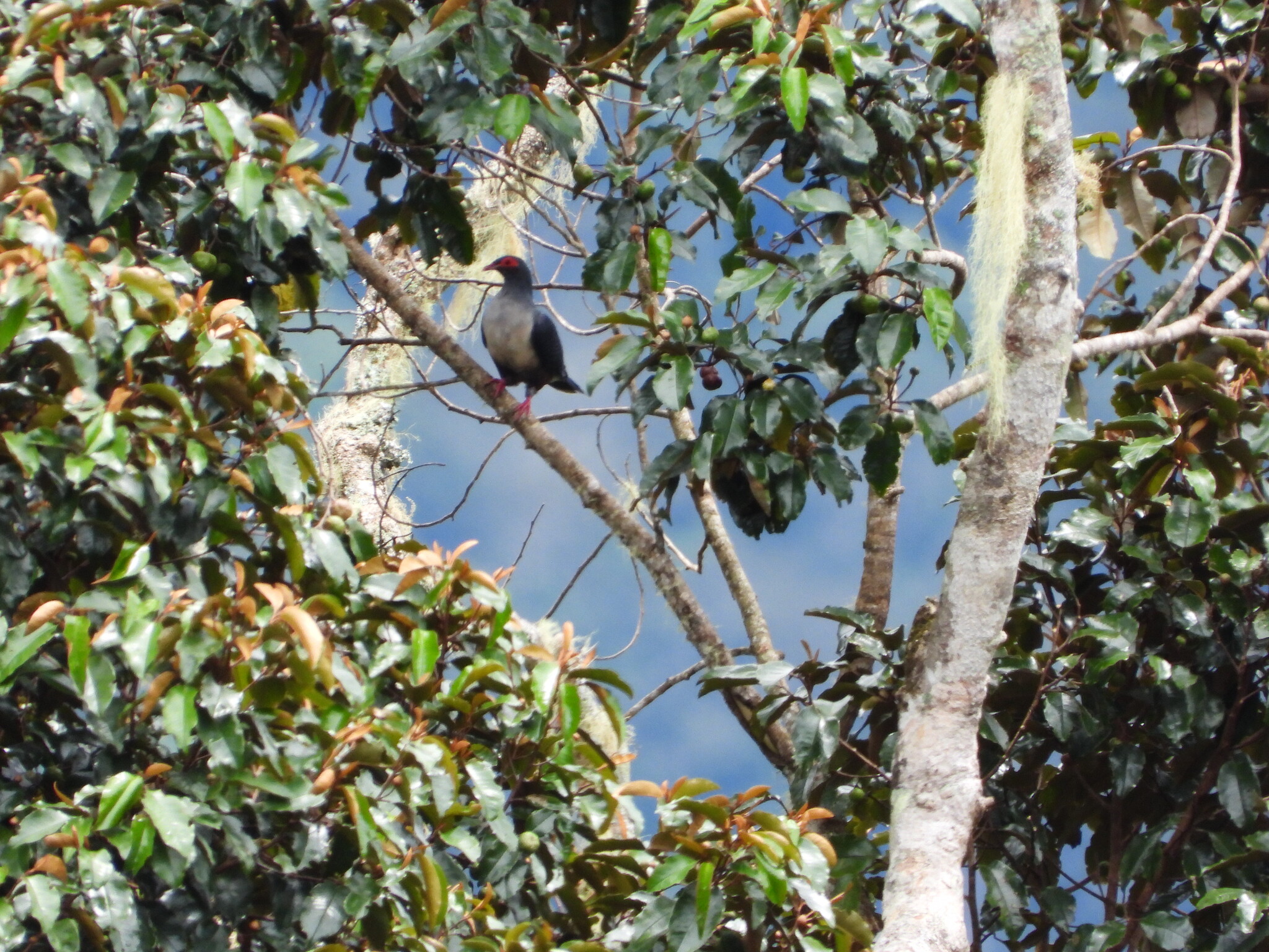 Papuan Mountain Pigeon (Gymnophaps albertisii), photo 5