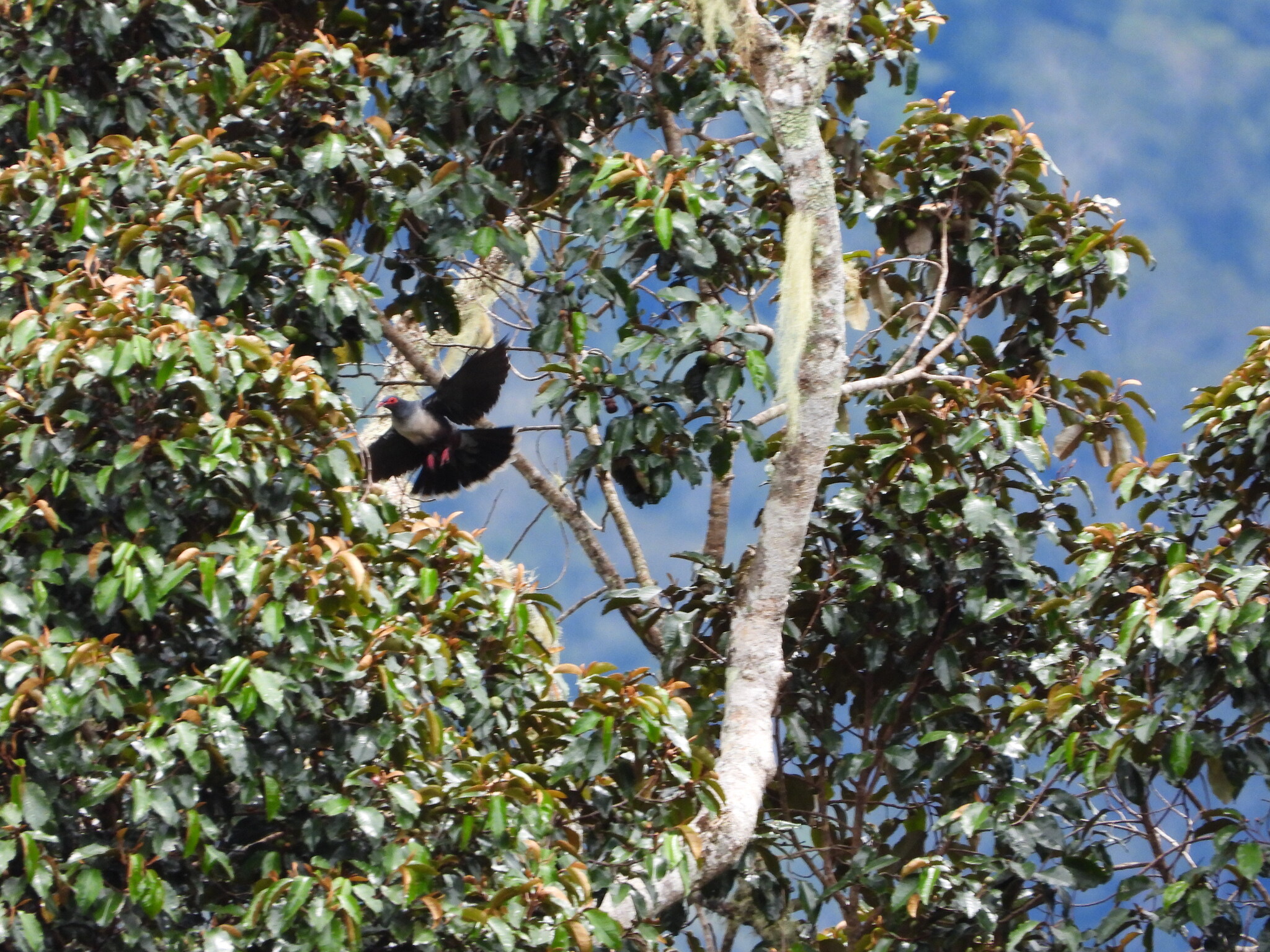 Papuan Mountain Pigeon (Gymnophaps albertisii), photo 6