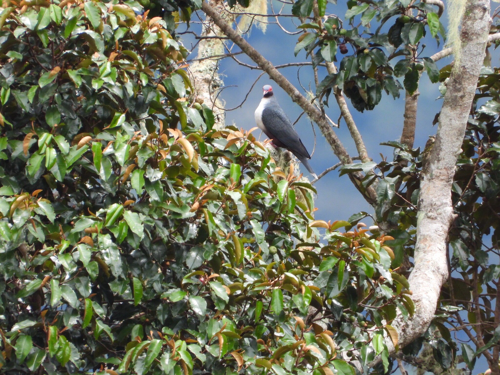 Papuan Mountain Pigeon (Gymnophaps albertisii), photo 7