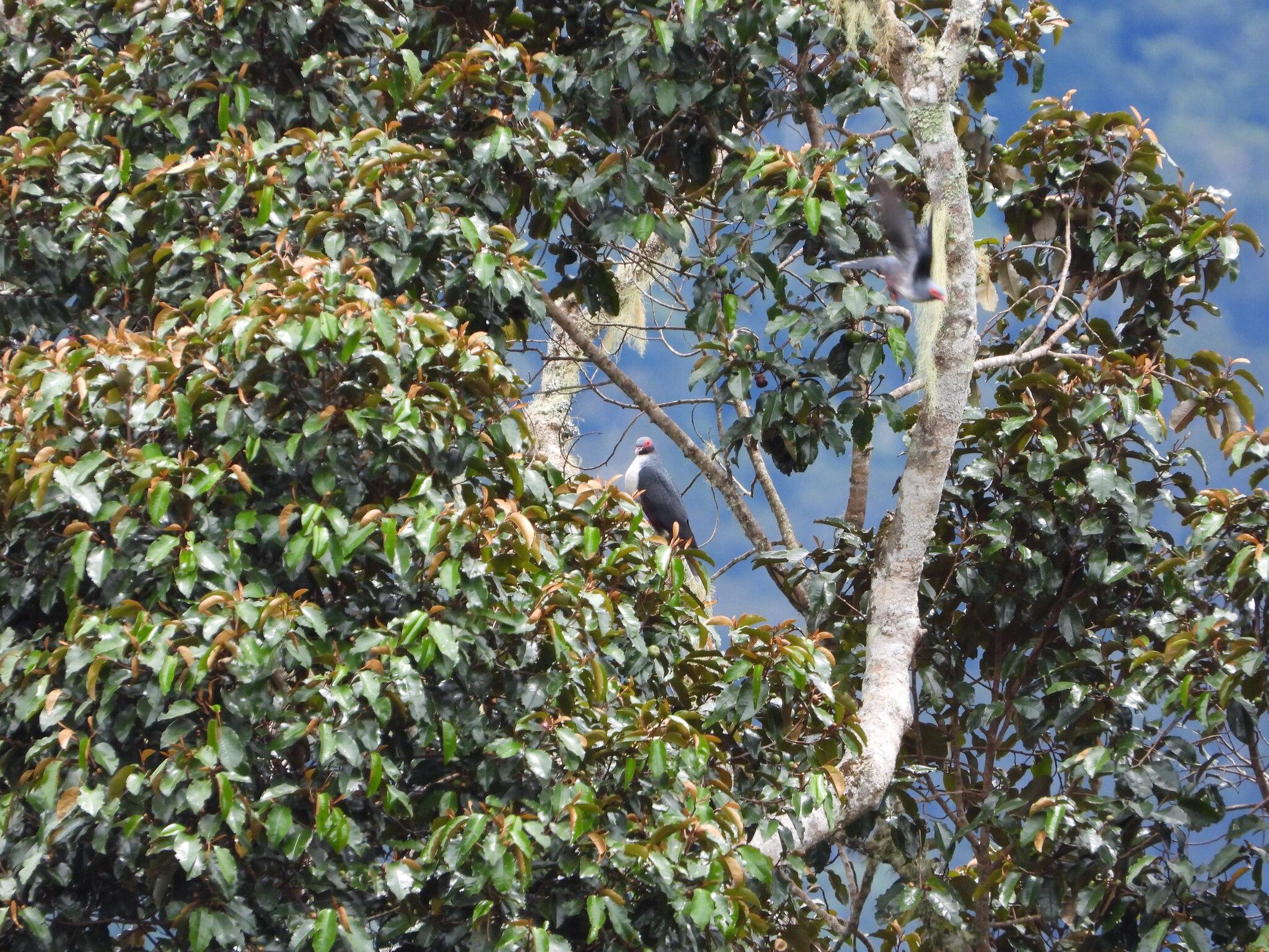 Papuan Mountain Pigeon (Gymnophaps albertisii), photo 8