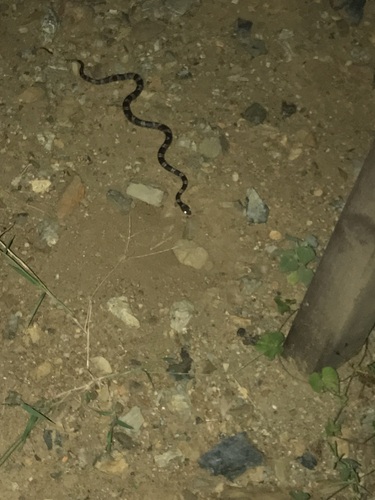 Baker's Cat-eyed Snake