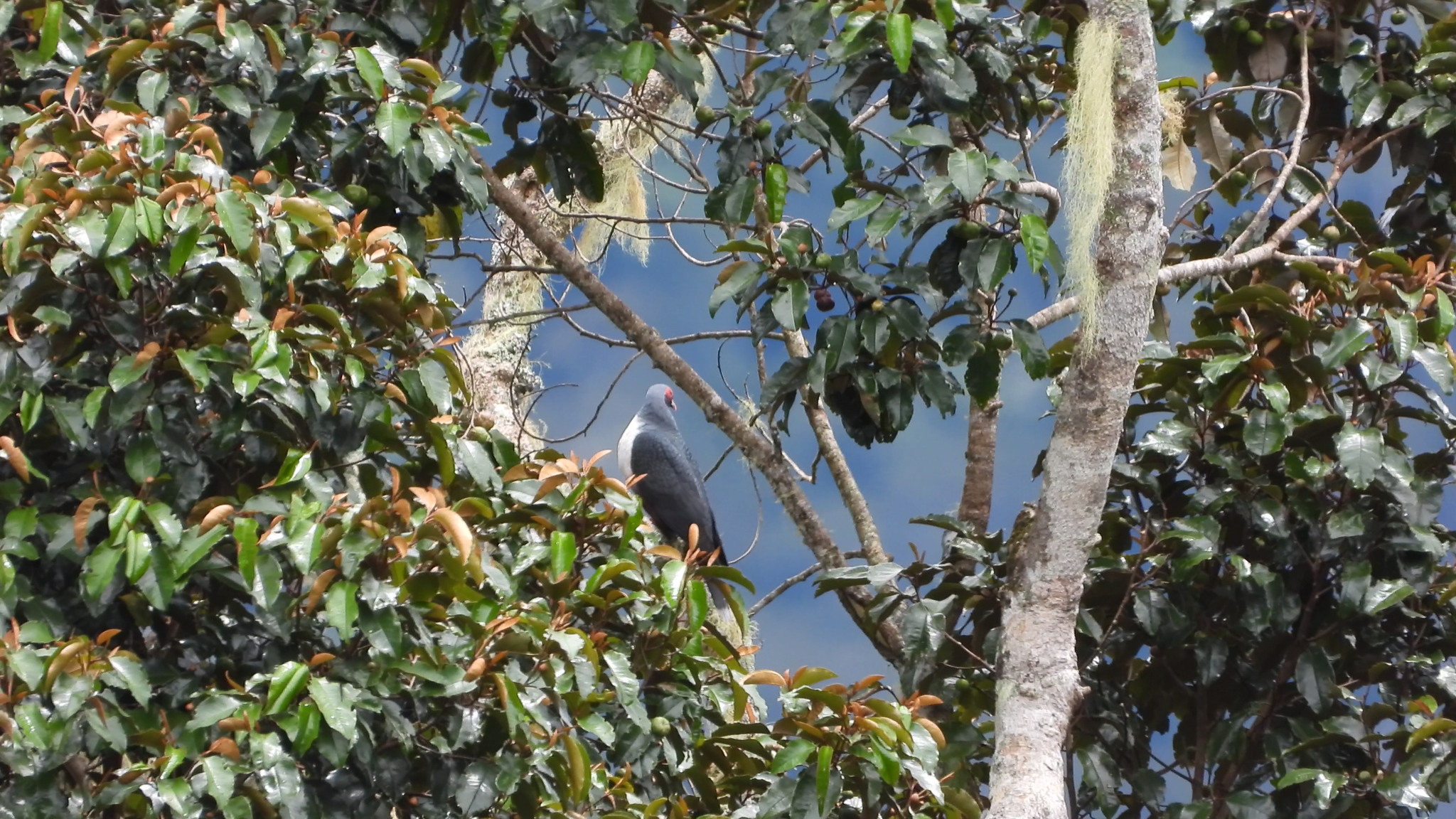 Papuan Mountain Pigeon (Gymnophaps albertisii), photo 9