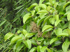 Miconia calvescens