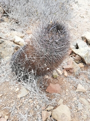 Eriosyce nigrihorrida