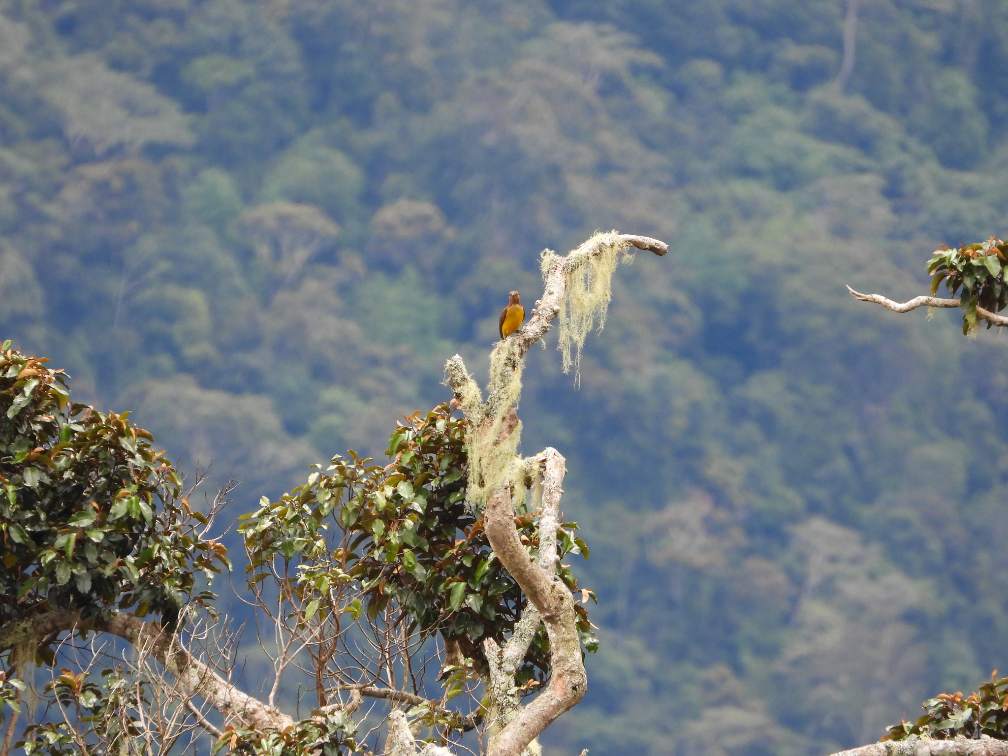 Masked Bowerbird (Sericulus aureus), photo 2