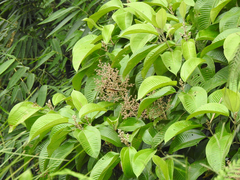 Miconia calvescens