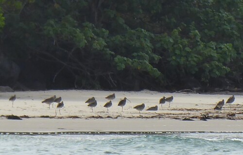Far Eastern Curlew (Numenius madagascariensis), photo 5