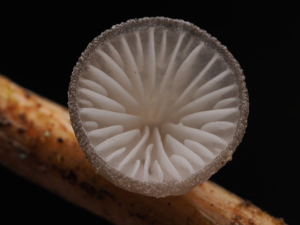 Hohenbuehelia cyphelliformis