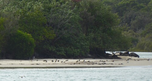 Far Eastern Curlew (Numenius madagascariensis), photo 6