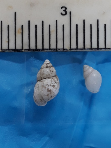 Leptinaria