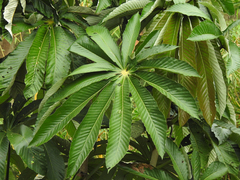 Pourouma cecropiifolia