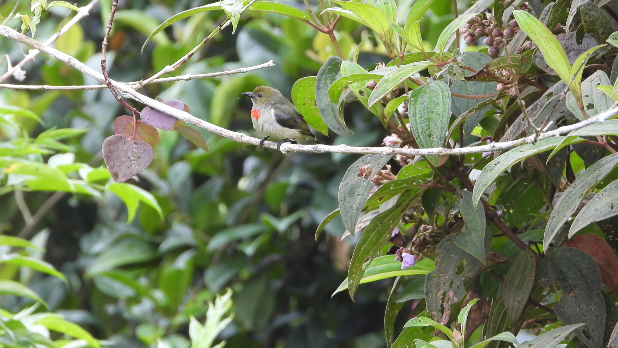 Olive-crowned Flowerpecker (Dicaeum pectorale), photo 3