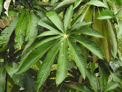Pourouma cecropiifolia