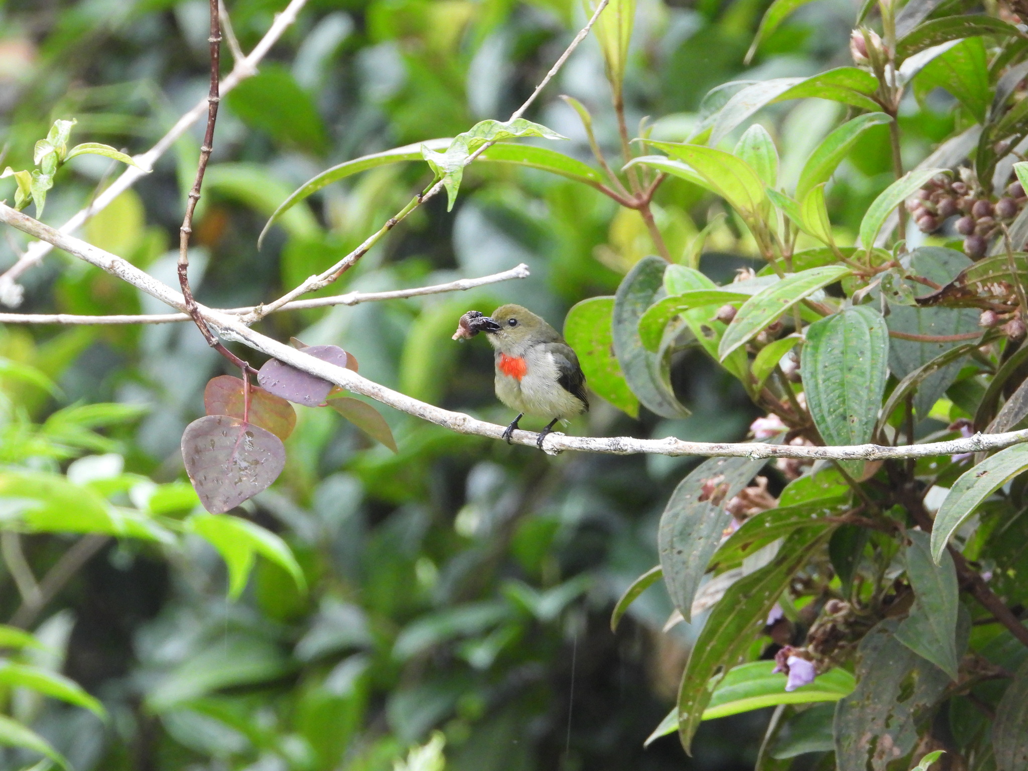 Olive-crowned Flowerpecker (Dicaeum pectorale), photo 4