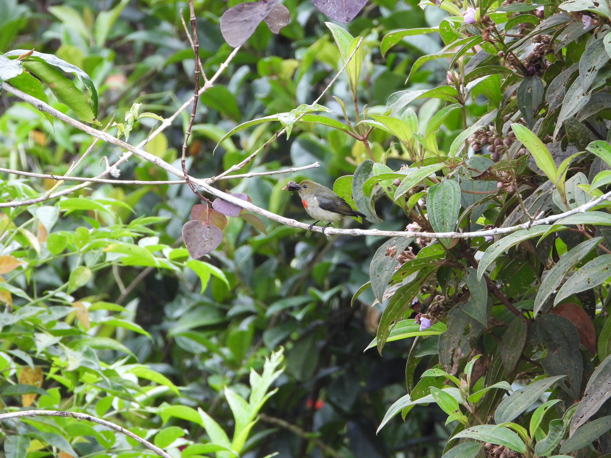 Olive-crowned Flowerpecker (Dicaeum pectorale), photo 5