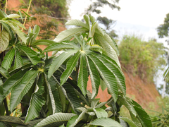 Pourouma cecropiifolia
