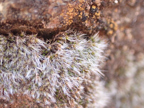Jaffueliobryum wrightii