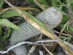 Mammillaria pottsii