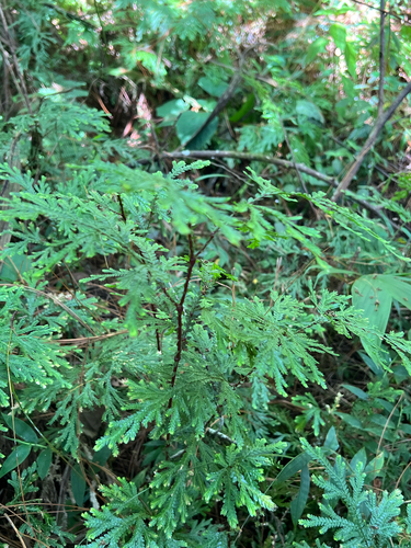 Selaginella stellata, photograph 1