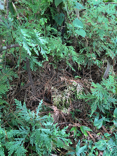 Selaginella stellata, photograph 2