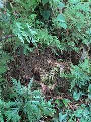 Selaginella stellata, photograph author not stated, no rights reserved
