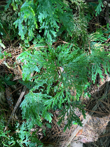 Selaginella stellata, photograph 3