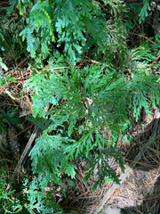 Selaginella stellata, photograph author not stated, no rights reserved