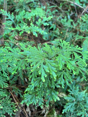 Selaginella stellata