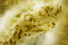 Xanthoriicola physciae