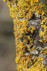 Xanthoriicola physciae