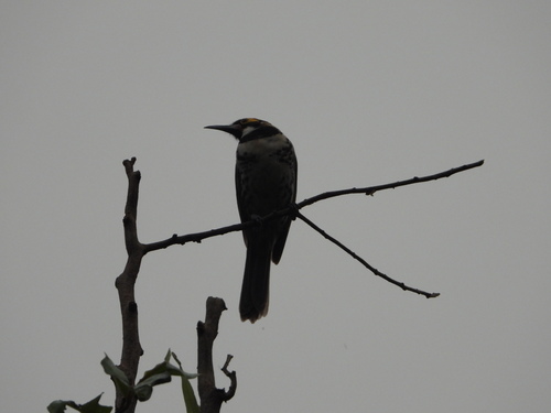 Ornate Melidectes (Melidectes torquatus), photo 6
