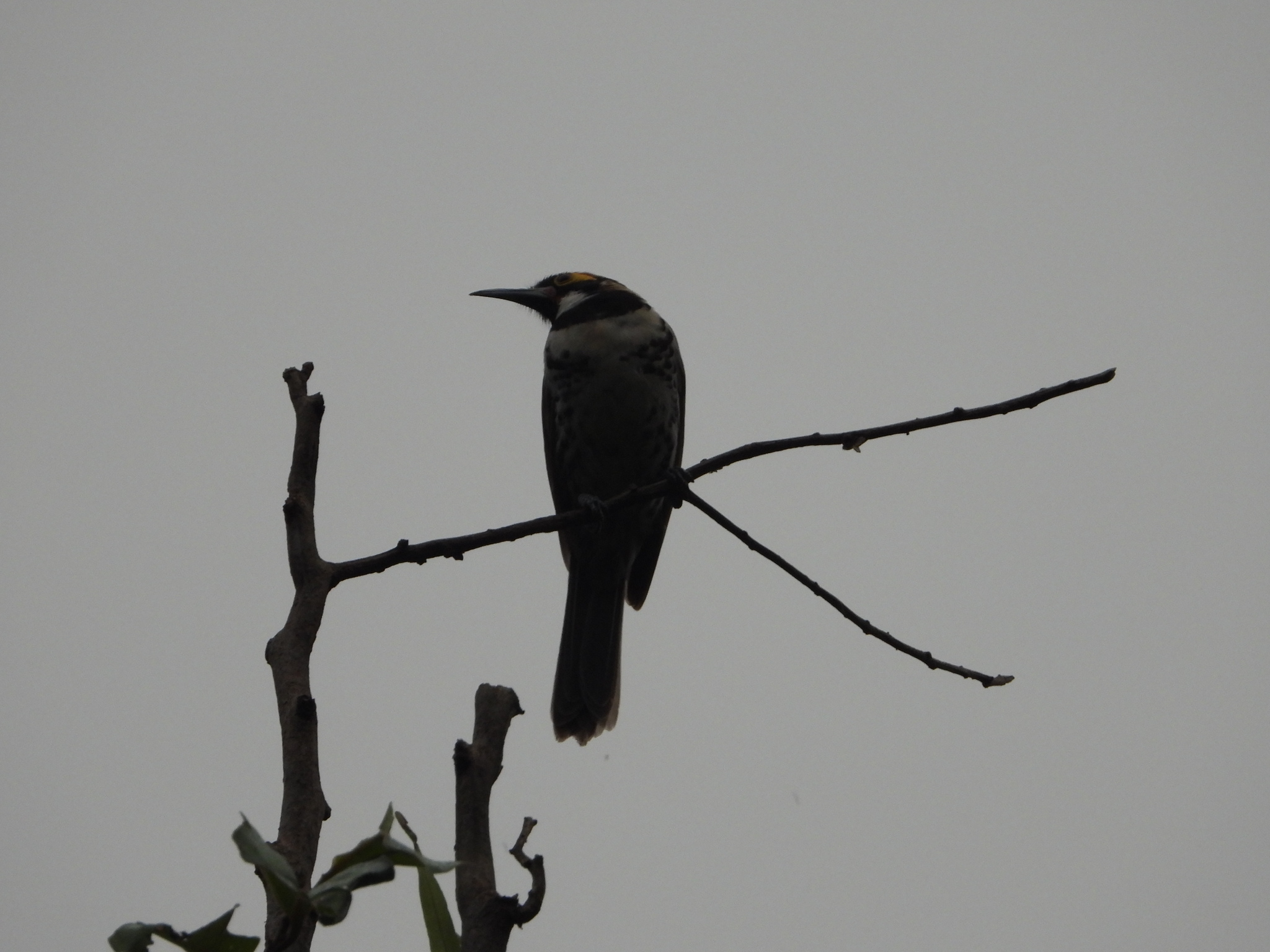 Ornate Melidectes (Melidectes torquatus), photo 3